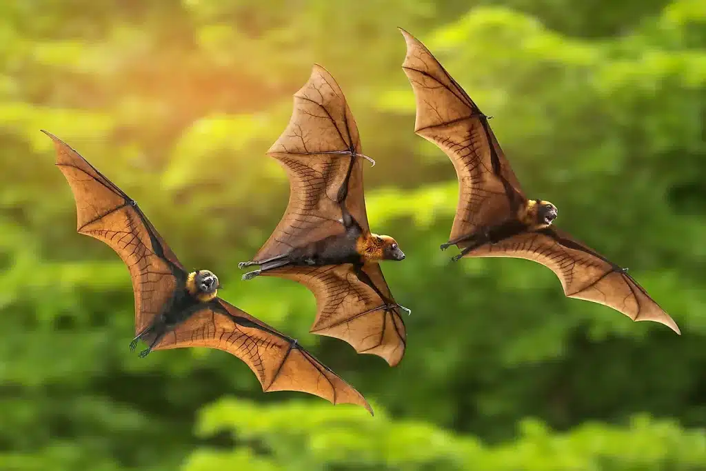 Mammals that Can Fly are Bats