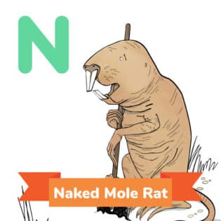 Naked Mole Rat