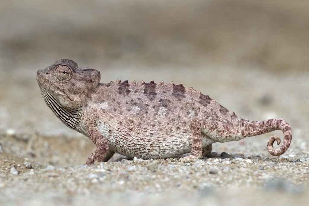 Namaqua Chameleon