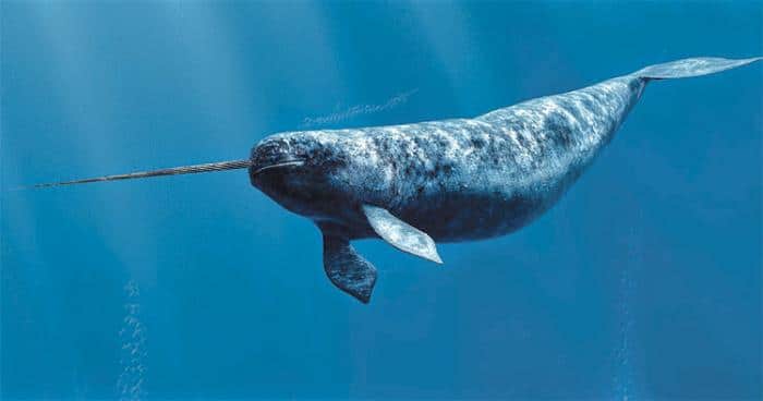 Narwhal