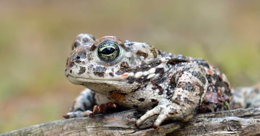 Natterjack