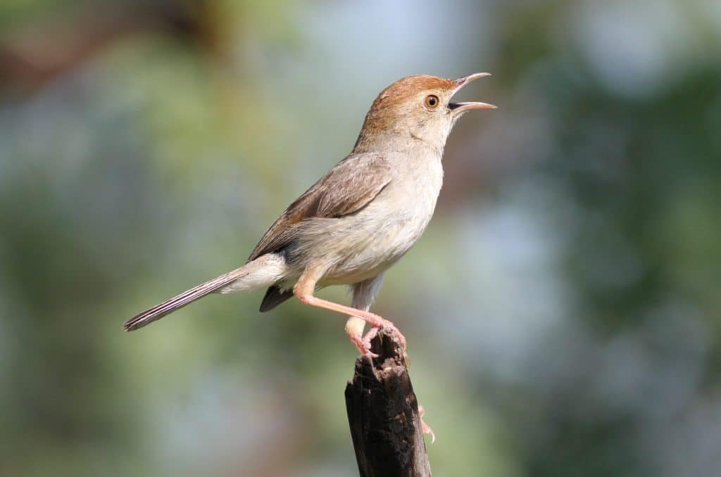 Neddicky, or piping cisticola, Cisticola fulvicapilla at Pilanes