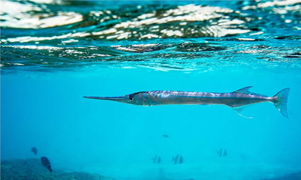 Needlefish