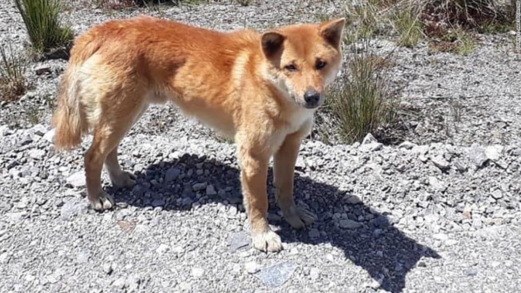 New Guinea Singing Dog