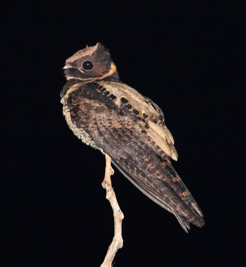 Nightjar