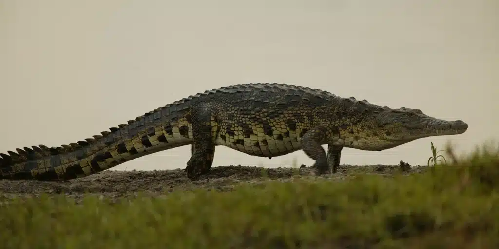 Nile Crocodile .jpg