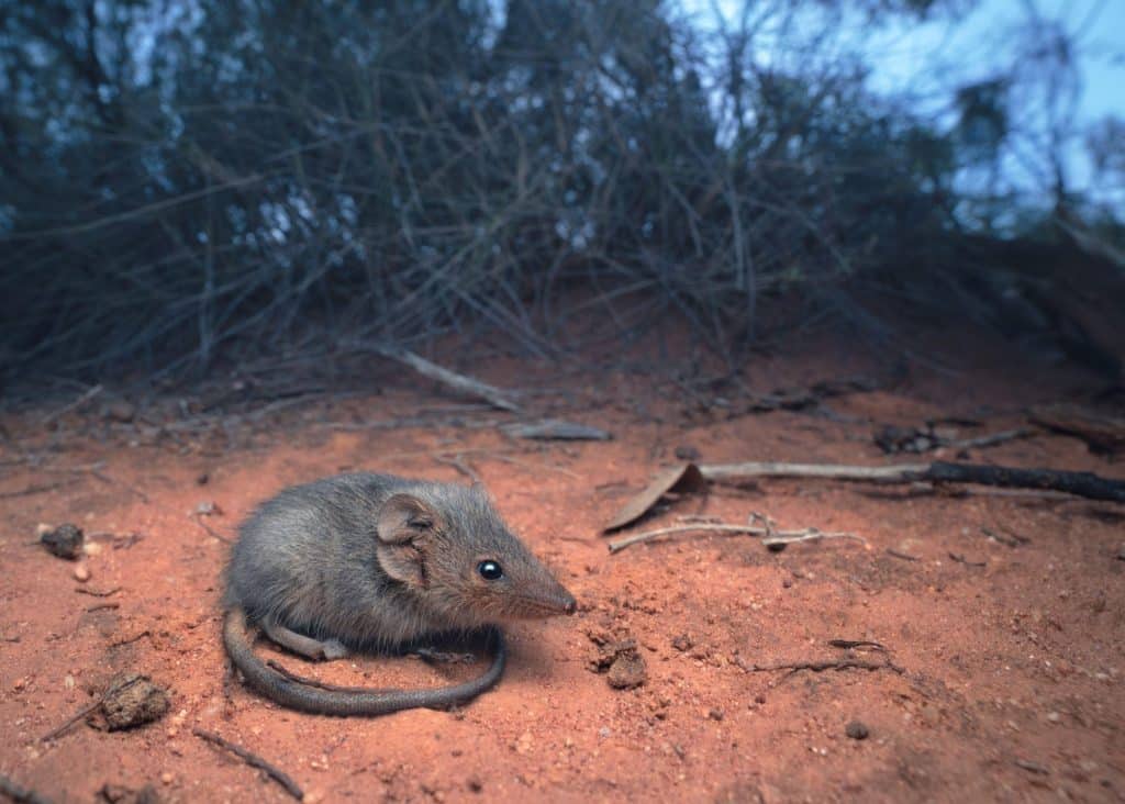 Southern ningaui in mallee habitat at dusk, Australia