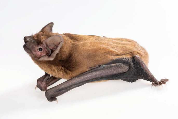 Noctule