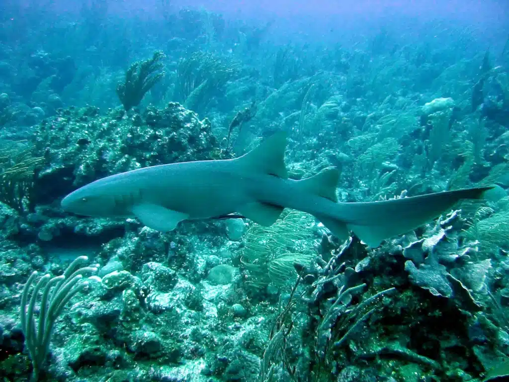 Nurse Shark .jpg