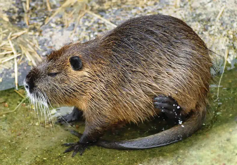 Nutria .jpg