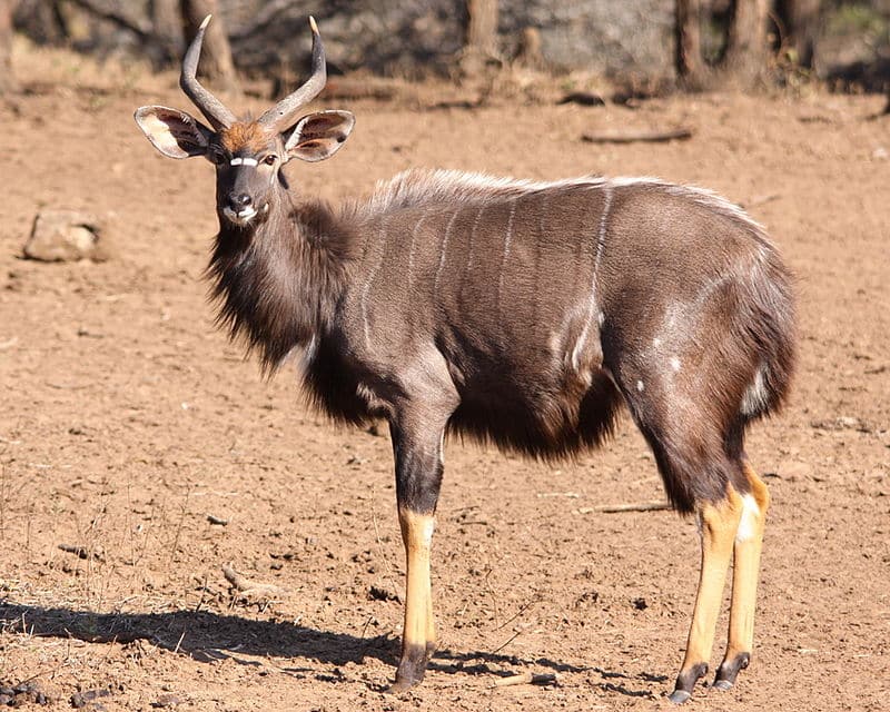 Nyala