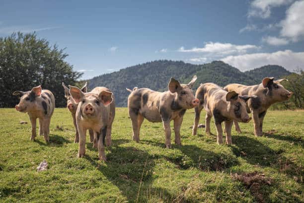 Piglets Feel Separation Anxiety Like Human Babies