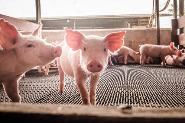 Piglets have a Great Sense of Vision