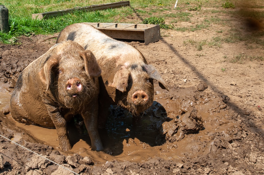 Pigs Behave Like Carnivore and Wild Herbivore in Summer