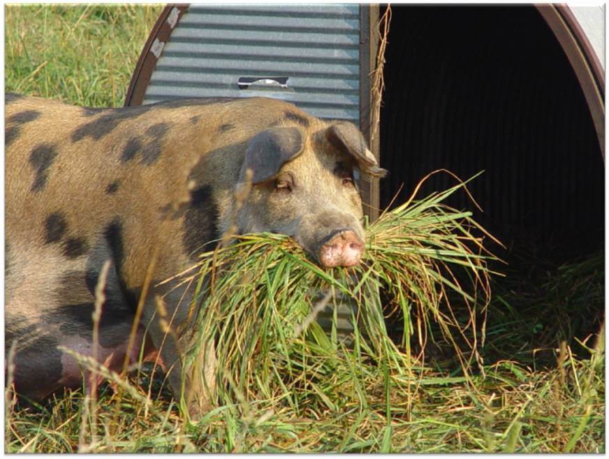 Pigs Build Nests