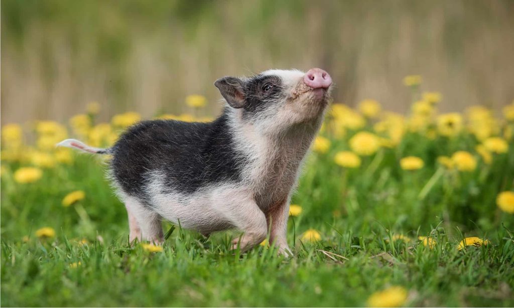 Pigs Use Different Ways to Communicate