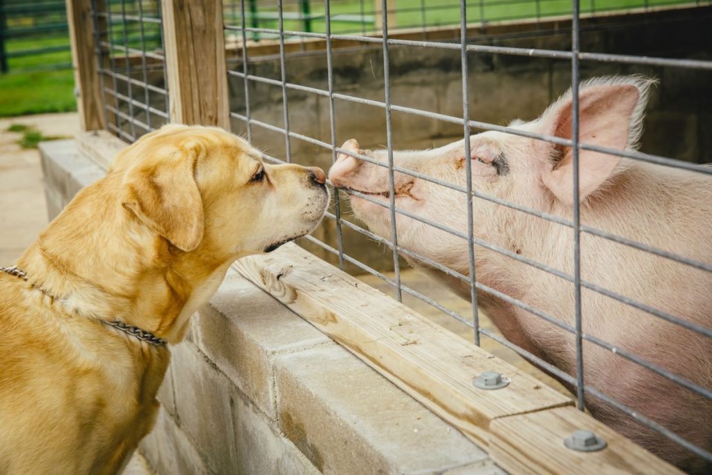 Pigs are Smarter than Dogs