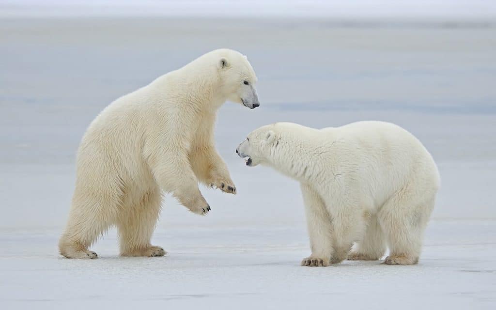 Polar Bears are Not White