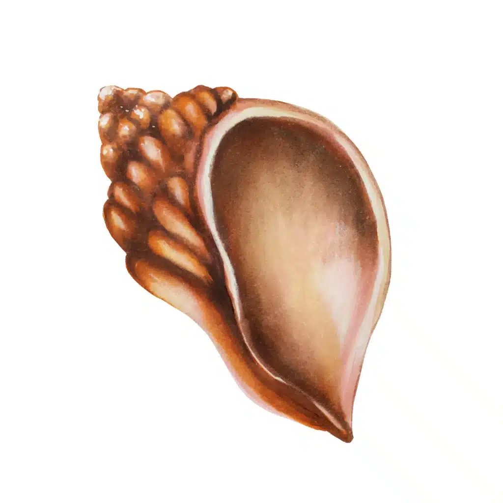 Shells .jpg