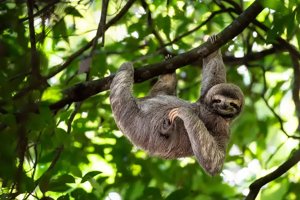 Sloths Spend About 90% of Their Life Living in a Tree