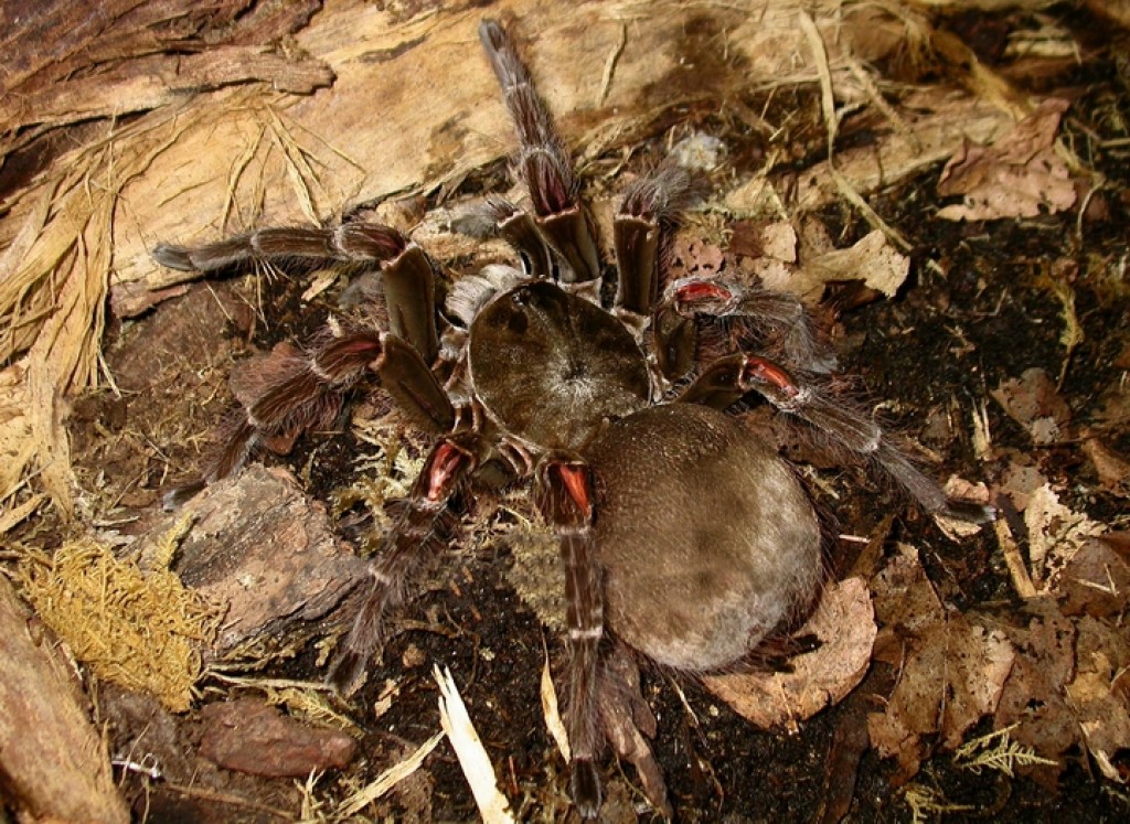 South American Goliath Bird Eater is the Largest Spider