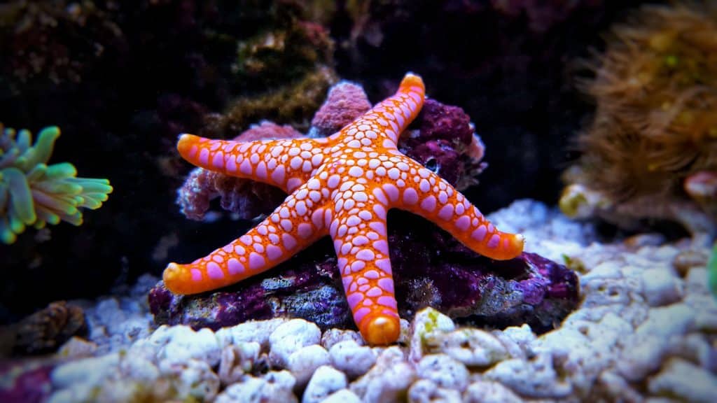 Starfish aren’t Even Fish