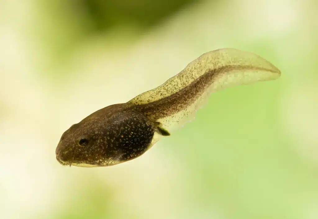 Tadpole.jpg