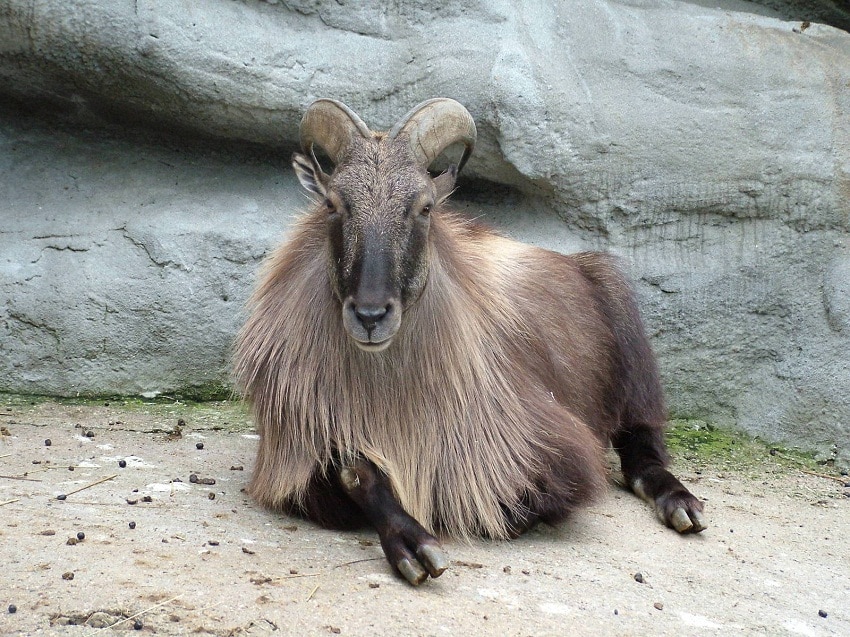 Tahr