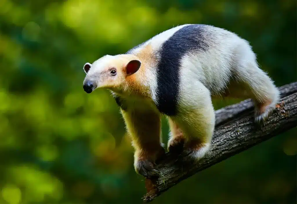 Tamandua.jpg