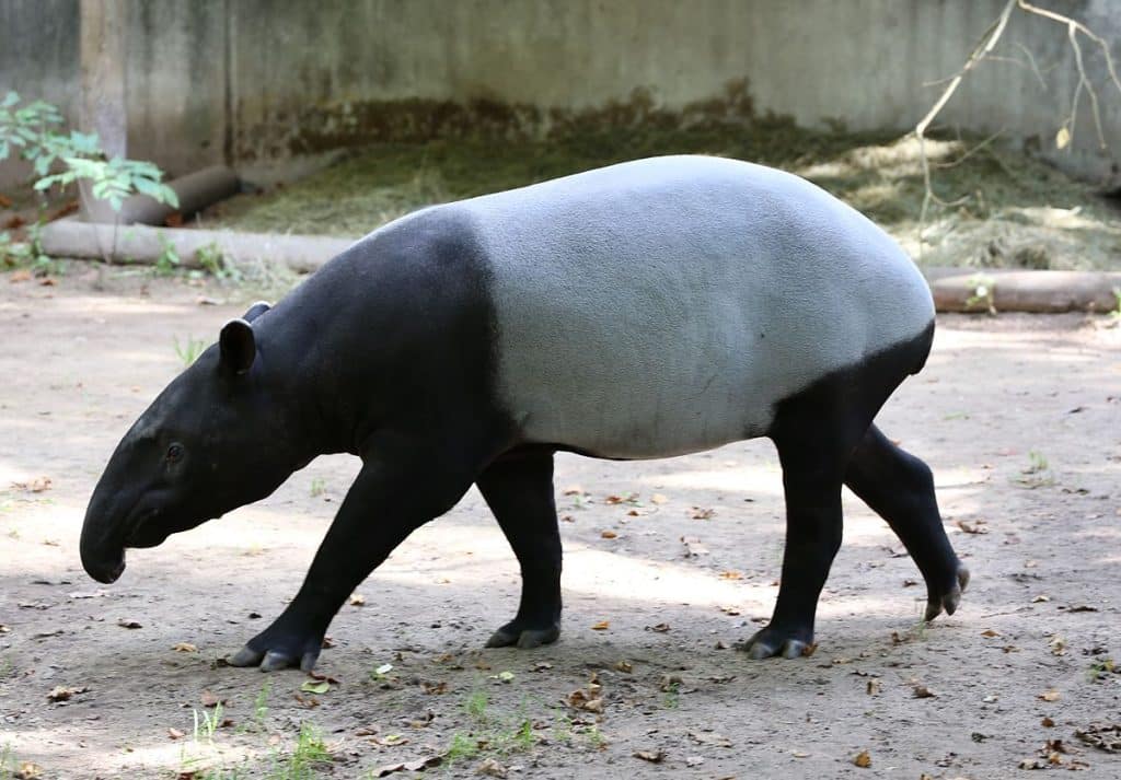 Tapir- The Shy and Lonely Browser
