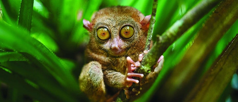 Tarsier - The Mysterious Nighttime Primate