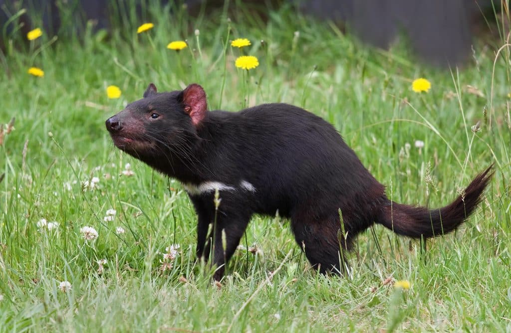 Tasmanian Devil- The Spirited Scavenger