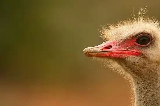 The Eyes of An Ostrich are Bigger Than Its Brain .jpg
