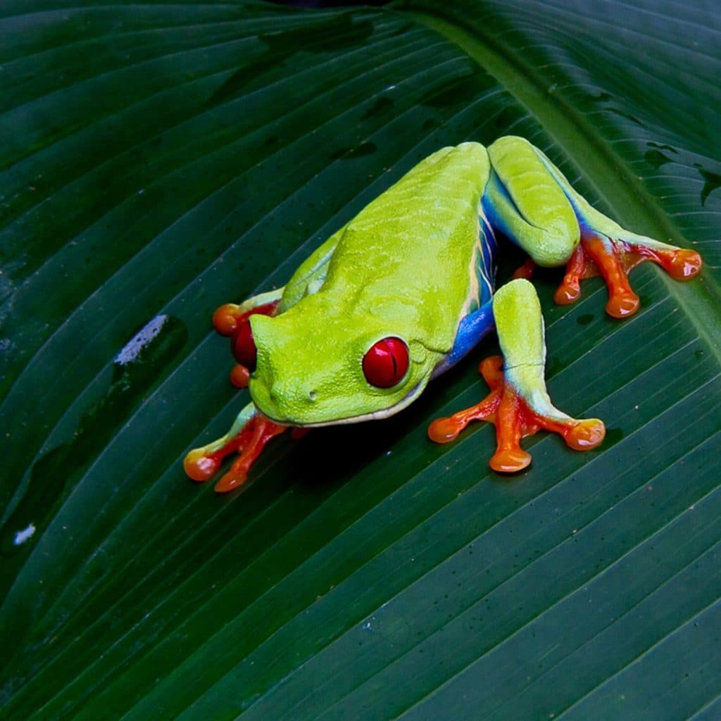 The Tree Frog- Masters of Camouflage
