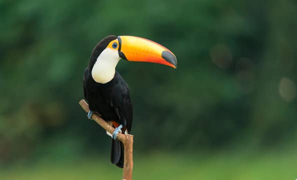 The Vibrant Acrobat Toucan