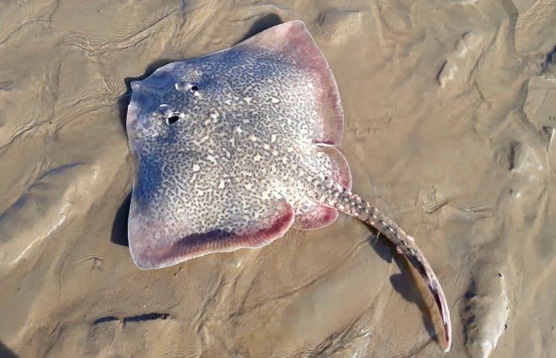 Thornback Ray