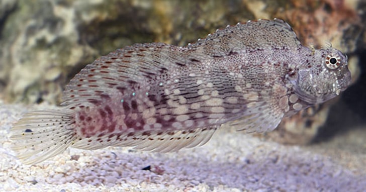 Thornhead Blenny