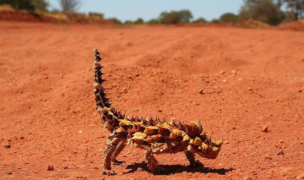 Thorny Devil- Master of Camouflage