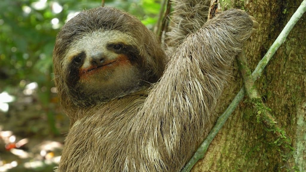 Three-Toed Sloth