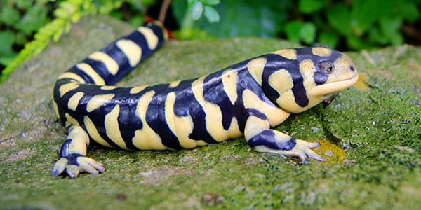 Tiger Salamander