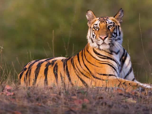 Tiger- The Monarch of The Jungle