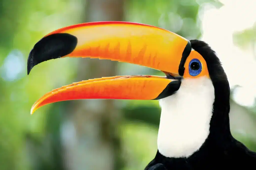 Toco Toucan - The Enduring South American Envoy.jpg