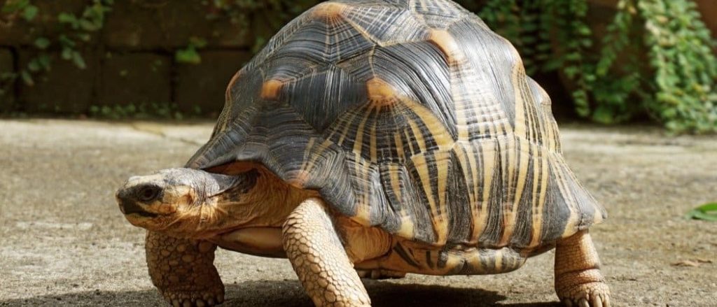 Tortoise - The Emblem of Endurance and Patience