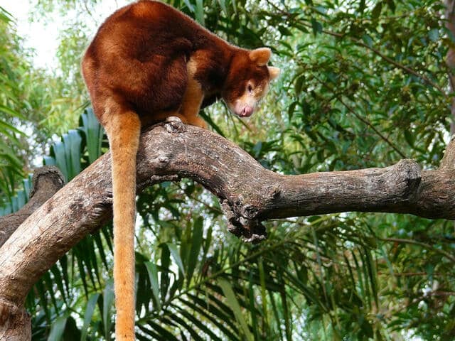 Tree Kangaroo