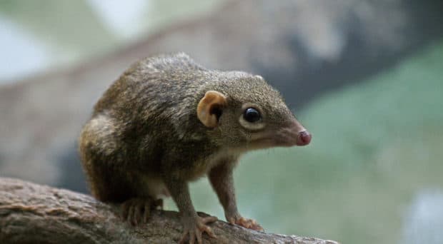 Tree Shrew