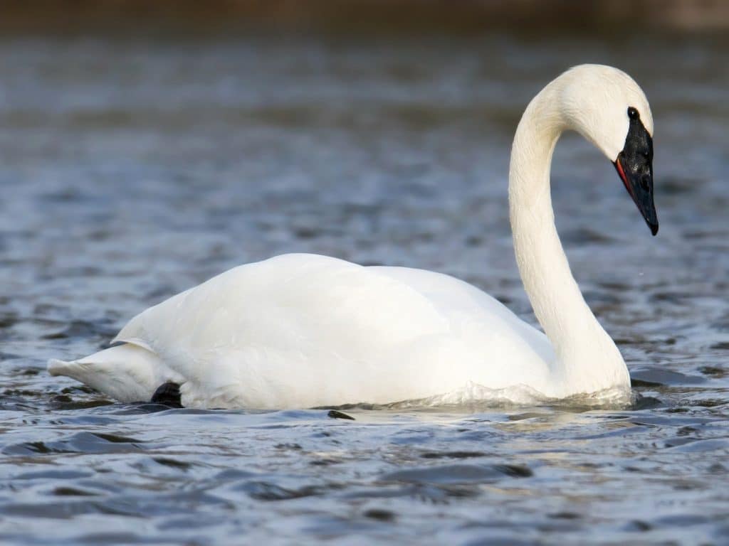 Trumpeter Swan