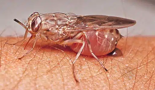 Tsetse Fly, A Disease Harbinger.jpg