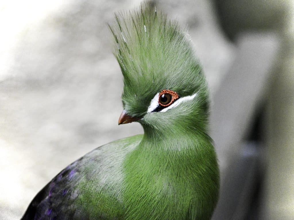 Turacos