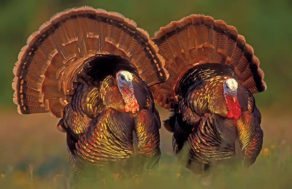 Turkey - The Symbol of Thanksgiving.jpg