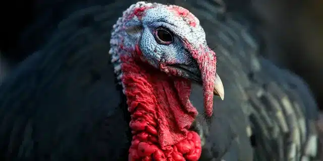 Turkeys Can Recognize Themselves in a Mirror .jpg